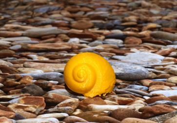 Image shows the beach with pebbels and a shell that is a yellow / orange colour.