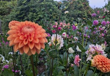 Dahlia dreams creative retreat