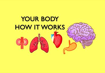 Your Body: How it Works! - The Observatory Science Centre, Herstmonceux