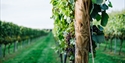 Vines at Charles Palmer Vineyard in East Sussex at Charles Palmer Vineyard in East Sussex