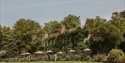 Pashley Manor house framed by flower-filled borders, lawns and mature trees in the gardens.
