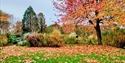 Autumn colours at Merriments Gardens, with fallen leaves, vibrant trees and a bridge crossing the garden.