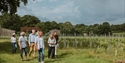 Visitors exploring grapevines during a guided tour at Oxney Organic Estate vineyard.
