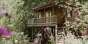 Woodland treehouse at Downash Wood with elevated deck surrounded by trees and wildflowers.