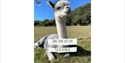 Alpaca resting in a sunny pasture at Fisherwood Farm tea and alpaca experience.