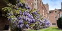 Purple wisteria growing along the historic brick walls of Herstmonceux Castle estate.