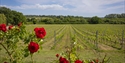 Rows of grapevines at Oastbrook Vineyard stretching across the Sussex countryside.