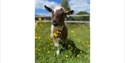 Young goat standing among wildflowers in a grassy meadow at Fisherwood Farm.