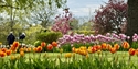 Spring tulips in vibrant colours at Merriments Gardens, with blossom trees and visitors enjoying the grounds.