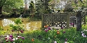Spring tulips bloom beside a pond and wooden seating area at Merriments Gardens.