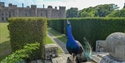 Peacock overlooking the gardens and Herstmonceux Castle estate on a sunny day in East Sussex.