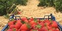 PYO sussex, Strawberrrys Tibss, Pick your own, farm, fruit picking, cafe, Tibbs