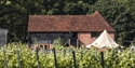 Oxney Organic Estate vineyard with rows of vines, historic barn and outdoor tasting area.