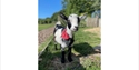 Small goat wearing a red bandana standing beside a farm path at Fisherwood Farm.