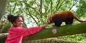 A child feeding a red panda at Drusillas Park