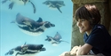 A child watching penguins underwater at Drusillas Park