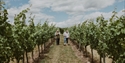 Visitors walking between vine rows at Gusbourne Estate vineyard on a sunny day.