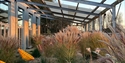 Grasses and plants growing beneath a metal-framed shelter at Barnscape Farm, lit by warm evening sunlight.