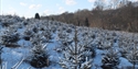Snow-covered Christmas trees growing on a hillside at Catsfield Christmas Tree Farm under a clear blue sky.
