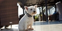 Image shows a scotty dog on site at the caravan park.