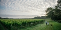 Vineyards at Gusbourne Estate, Appledore, Kent.