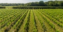 Vineyards at Oxney Organic Vineyard in Beckley, near Rye, East Sussex. © Sam Moore