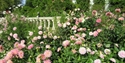 PASHLEY MANOR GARDENS Pink dahlias and Terrace in East Sussex