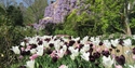 PASHLEY MANOR GARDENS Tulipa White Triumphator, Pink Diamond and Queen of the Night in East Sussex