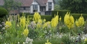 yellow flowers at great dixter gardens