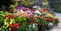 Tulip display at Great Dixter, Northiam, near Rye. © Carol Casselden