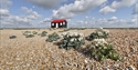 Red roof hut and sea kale at Rye Harbour Nature reserve