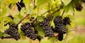 Grapevines at Oxney Organic Vineyard in Beckley, near Rye, East Sussex. ©GoneWild