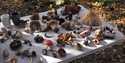 Assorted fungi foraged in the Sussex countryside