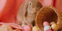 Easter bunny with eggs