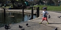 photograph of small boy in park chasing pigeons by a pond