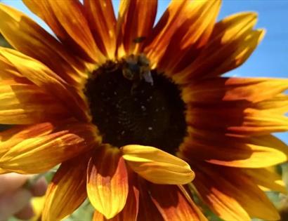 sunflower at Foxlight Flower Farm