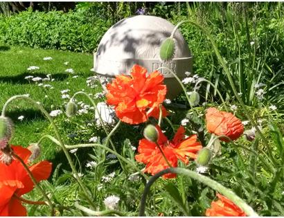 poppys surrounding an old stone