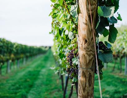 Vines at Charles Palmer Vineyard in East Sussex at Charles Palmer Vineyard in East Sussex