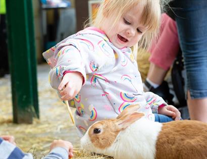 Children playing with rabbits at the Rare Breed Centre