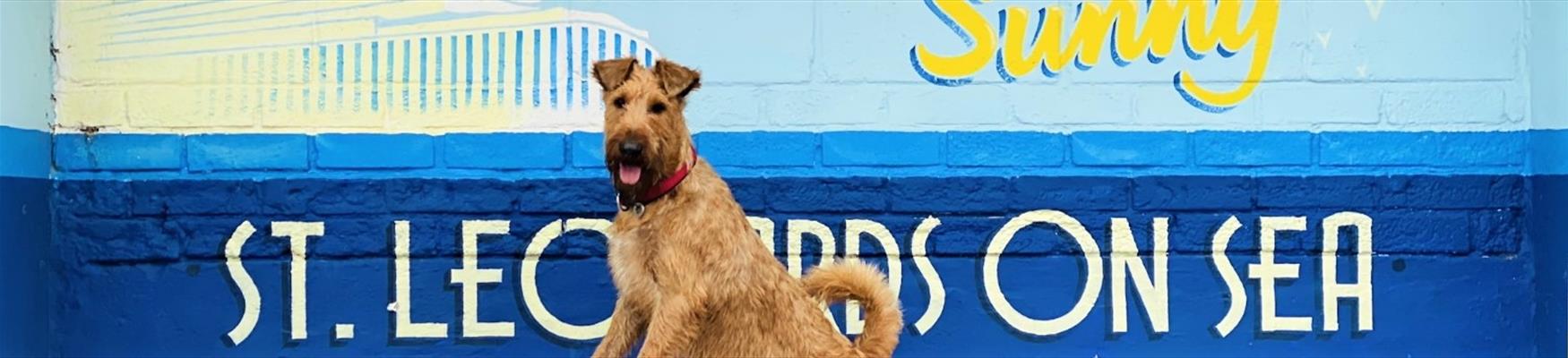 terrier in front of painted wall saying sunny st leonards on sea