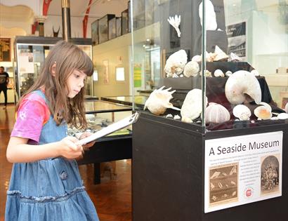 Child reading information by a display of seashells at Bexhill Museum