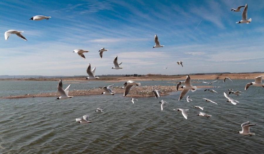 Beginning Birdwatching in Winter