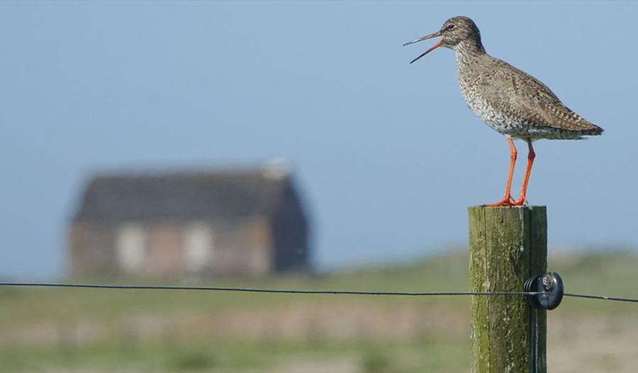 a photograph at Rye Harbour nature reserve. Shows a redshank bird sat on a fence post, with old lifeboat hut in the background.