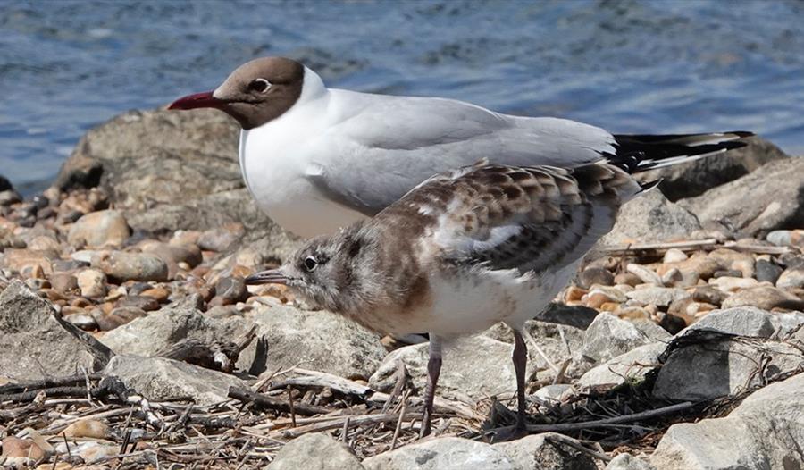 Photograph of two gulls on the shore, one a baby.
