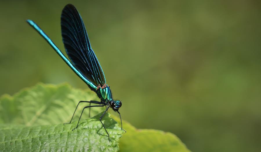 macro photograph of blue dragonfly on leaf against blurred green background