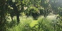 Meadow at King John’s Nursery and Garden, Etchingham, East Sussex.