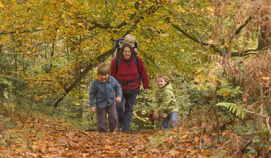 Autumn Colours and Forest Art, October Half Term family fun