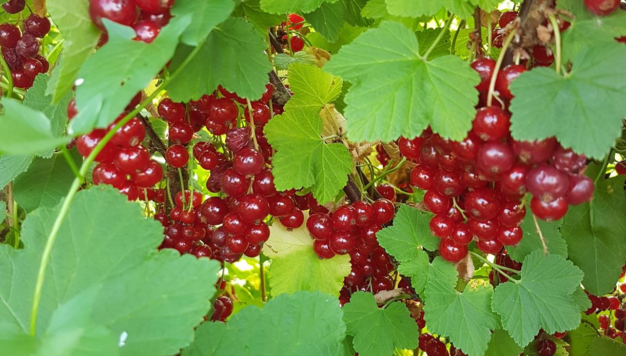 Redcurrants and Tibbs Farm, East Sussex