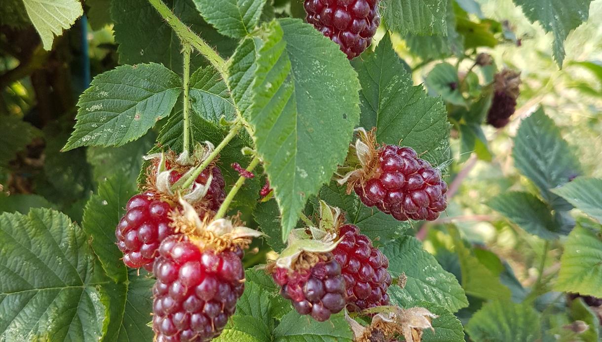 Loganberries & Tayberries at Tibbs Farm East Sussex