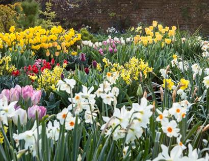 large border of spring flowers, mostly daffodils, at Great Dixter.